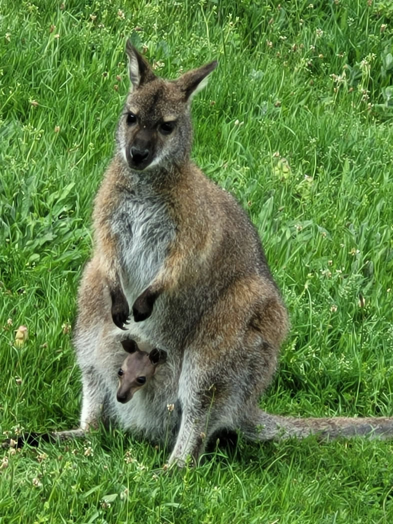 Naissance Wallaby au Bas de chene