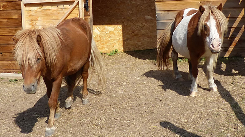 César et Cléopâtre, mini chevaux du Bas de Chêne