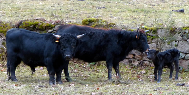Mini vache Dexter Taureau et veau, Tintin âgé de moins d'un jour