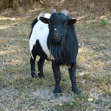 Michel le mini bouc rebelle