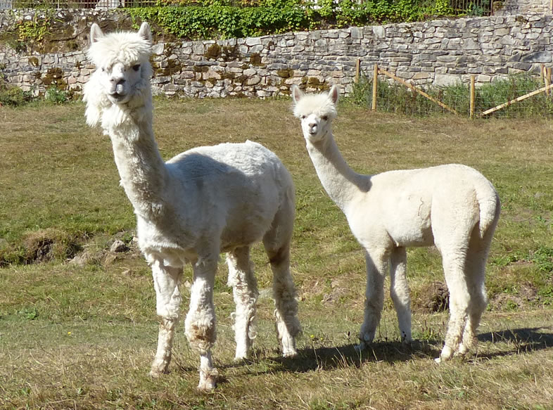 Prince et Vanille sont des alpagas