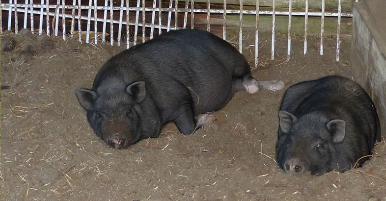 les cochons américains Tchernouchka et Charbonette