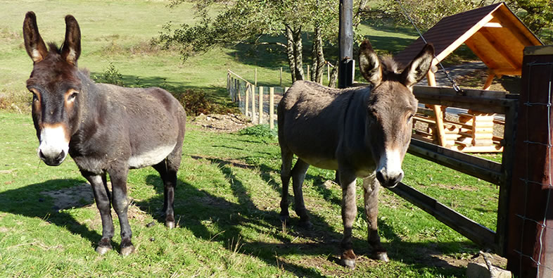 Léon et Patriarche adorables vieux ânes du parc animalier