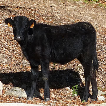 Marguerite vache Salers