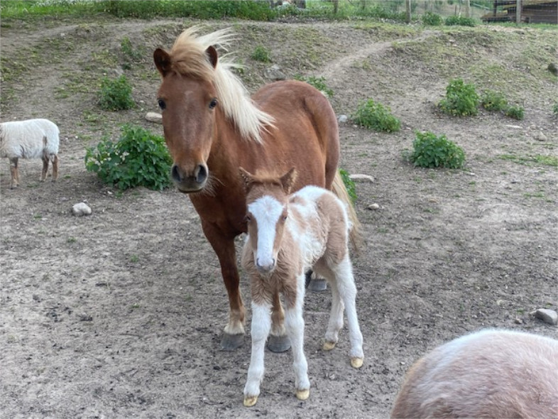 Naissance du poulain Queen au Bas de chene