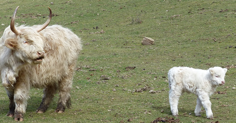 Veau Blanc